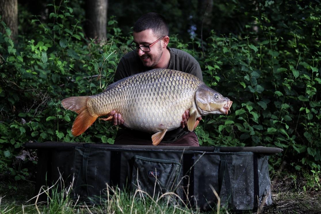 Szigetközi 15 kg feletti tőponty
