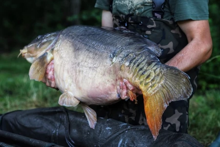 25 kilogramm felett a Szigetközben