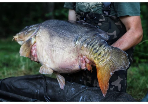 25 kilogramm felett a Szigetközben