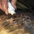Kép 3/3 - Korda Propolis Carp Treatment sebfertőtlenítő